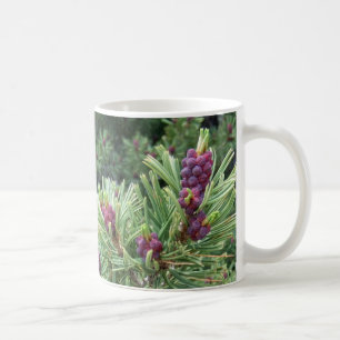 Whitebark Pine Cone Mok