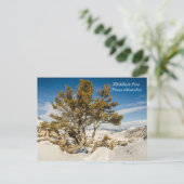 Whitebark pine (Pinus albicaulis) - geelsteen Briefkaart (Staand voorkant)