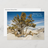 Whitebark pine (Pinus albicaulis) - geelsteen Briefkaart (Voorkant / Achterkant)