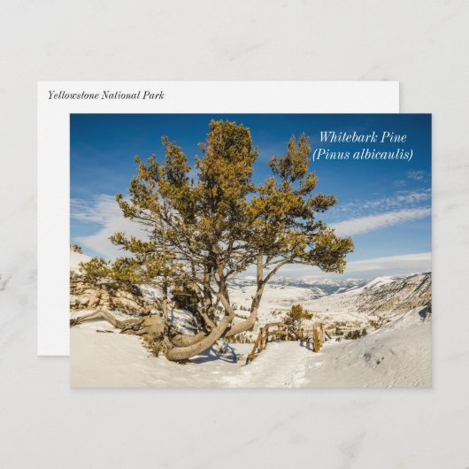 Whitebark pine (Pinus albicaulis) - geelsteen Briefkaart (Voorkant / Achterkant)