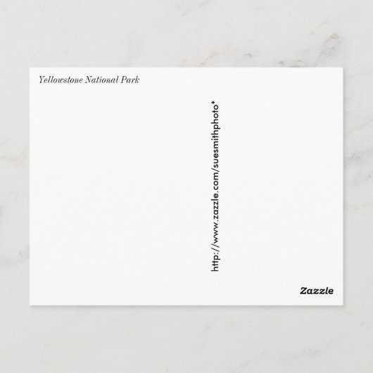 Whitebark pine (Pinus albicaulis) - geelsteen Briefkaart (Achterkant)