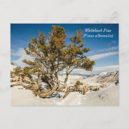 Whitebark pine (Pinus albicaulis) - geelsteen Briefkaart