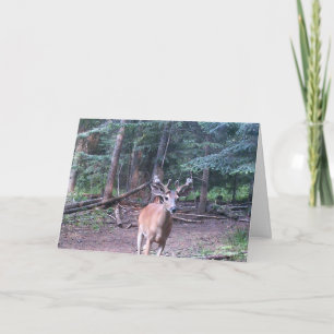 Whitetail Birthday card Kaart