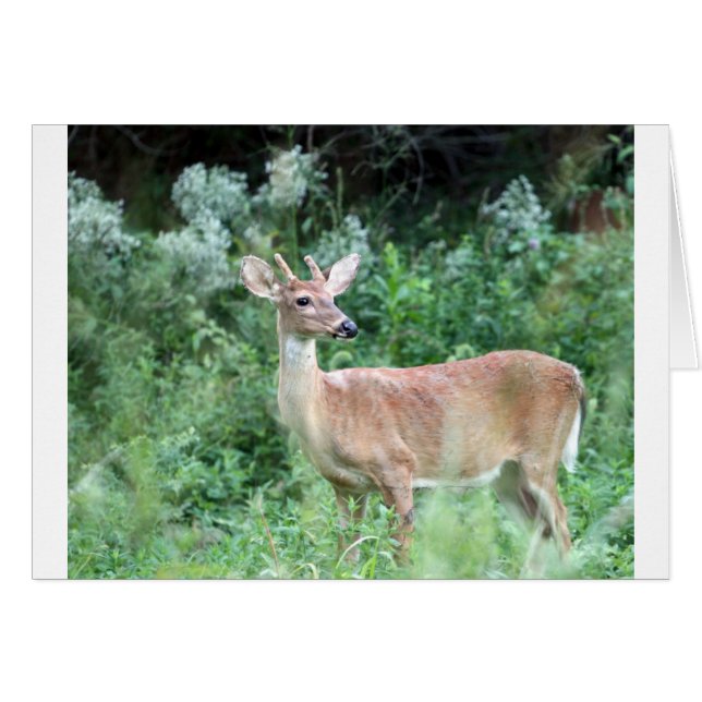 Whitetail Buck (Voorkant Horizontaal)
