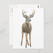 Whitetail Buck-Briefkaart Briefkaart (Voorkant / Achterkant)