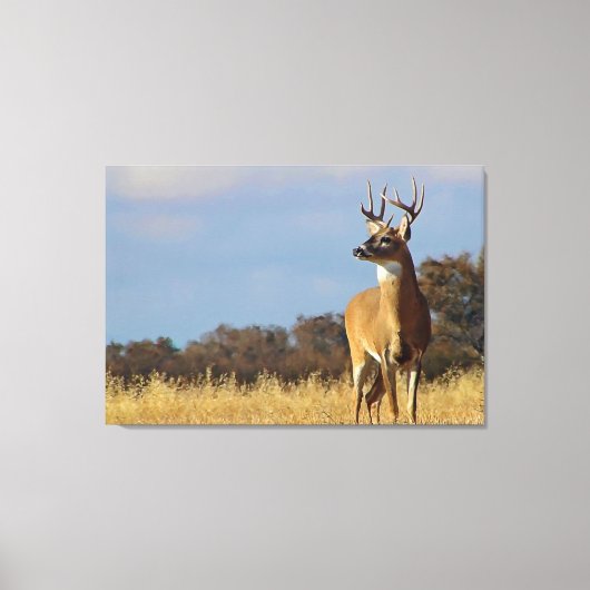 Whitetail Buck Canvas Print (Voorkant)