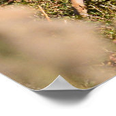 Whitetail Buck en Doe Poster (Hoek)