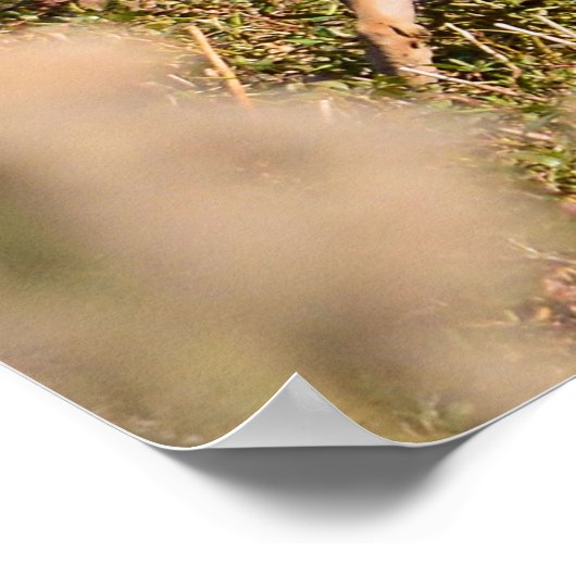 Whitetail Buck en Doe Poster (Hoek)