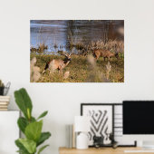 Whitetail Buck en Doe Poster (Thuiskantoor)
