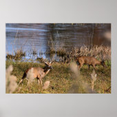 Whitetail Buck en Doe Poster (Voorkant)