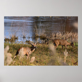 Whitetail Buck en Doe Poster