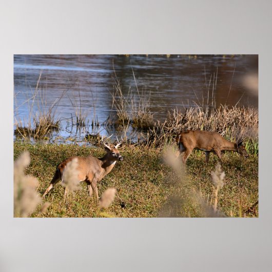 Whitetail Buck en Doe Poster (Voorkant)