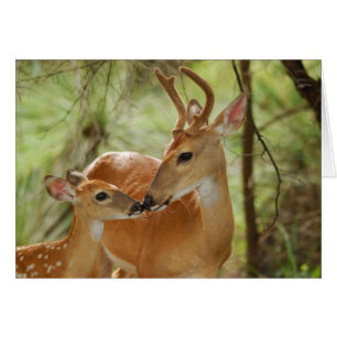 Whitetail Buck en Fawn Bonding