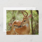 Whitetail Buck en Fawn Bonding Briefkaart (Voorkant / Achterkant)
