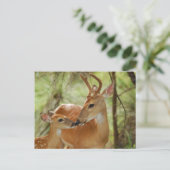 Whitetail Buck en Fawn Bonding Briefkaart (Staand voorkant)