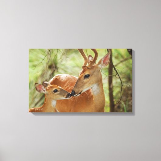 Whitetail Buck en Fawn Bonding Canvas Afdruk (Voorkant)