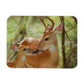 Whitetail Buck en Fawn Bonding Magneet (Horizontaal)