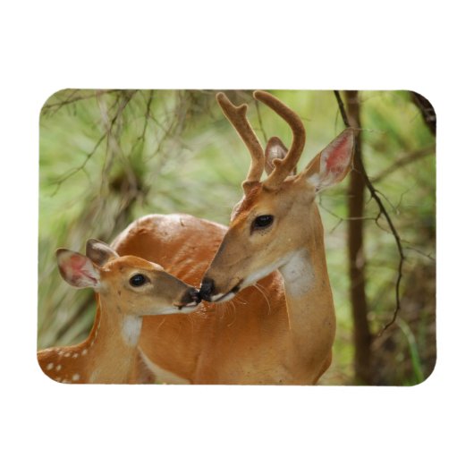 Whitetail Buck en Fawn Bonding Magneet (Horizontaal)