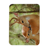 Whitetail Buck en Fawn Bonding Magneet (Verticaal)