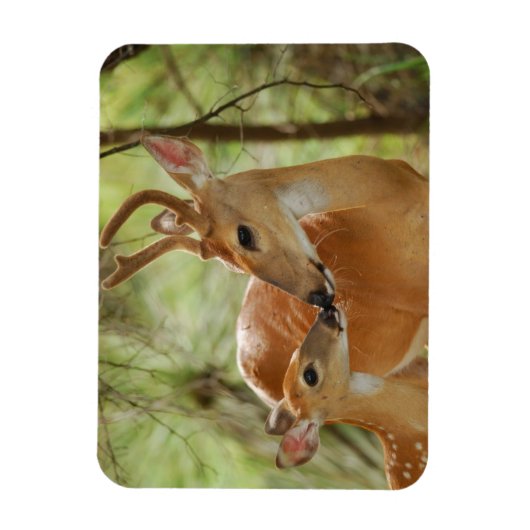 Whitetail Buck en Fawn Bonding Magneet (Verticaal)