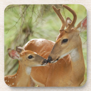 Whitetail Buck en Fawn Bonding Onderzetter