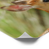 Whitetail Buck en Fawn Bonding Poster (Hoek)