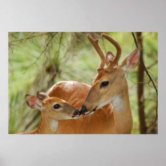 Whitetail Buck en Fawn Bonding Poster (Voorkant)