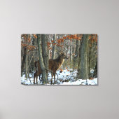 Whitetail Buck Eving Bossen Canvas Afdrukken (Voorkant)