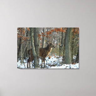Whitetail Buck Eving Bossen Canvas Afdrukken