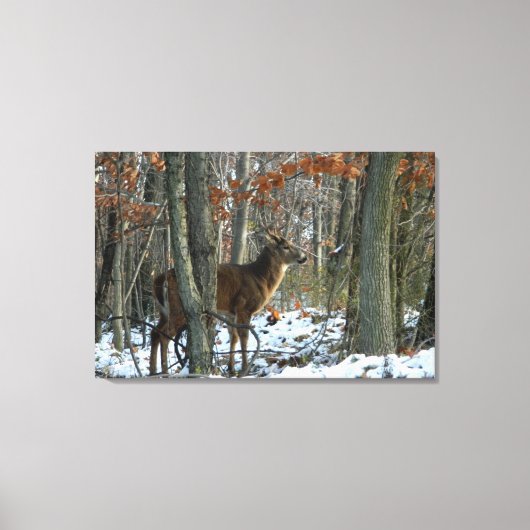 Whitetail Buck Eving Bossen Canvas Afdrukken (Voorkant)