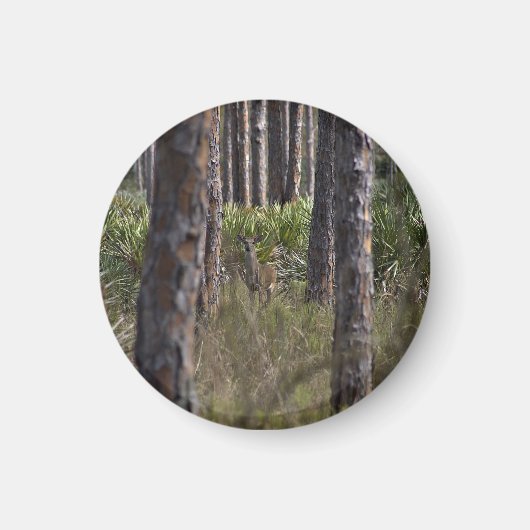 Whitetail Buck fotomagneet Magneet (Voorkant)