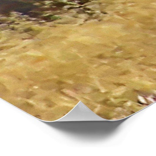 Whitetail Buck Framed Print (Hoek)