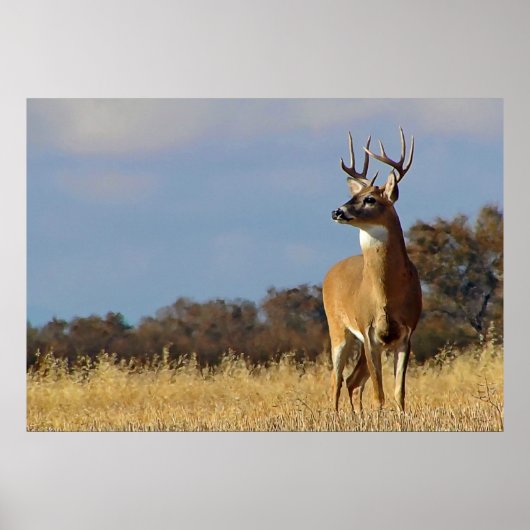 Whitetail Buck Framed Print (Voorkant)