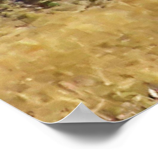 Whitetail Buck Framed Print (Hoek)