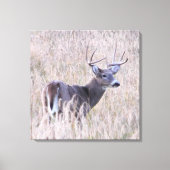 Whitetail Buck in Meadow Canvas Afdruk (Voorkant)