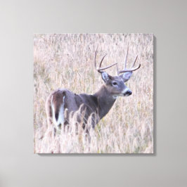 Whitetail Buck in Meadow Canvas Afdruk