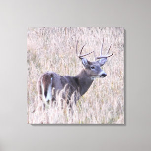 Whitetail Buck in Meadow Canvas Afdruk