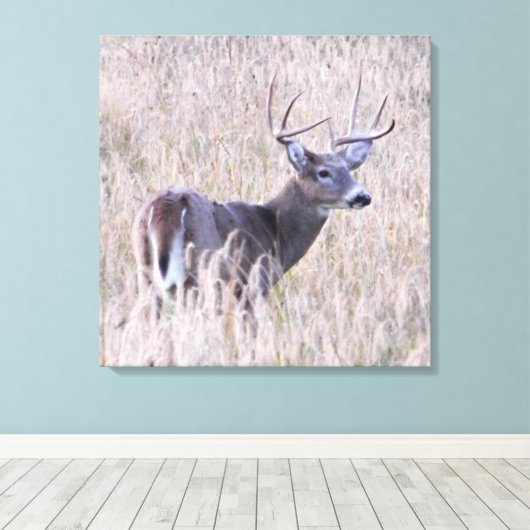 Whitetail Buck in Meadow Canvas Afdruk (Insitu (Houten vloer))