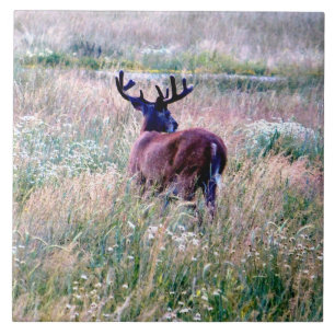 Whitetail Buck in Summer Field Ceramic Tegel Tegeltje