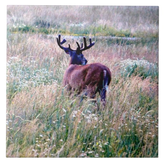 Whitetail Buck in Summer Field Ceramic Tegel Tegeltje (Voorkant)