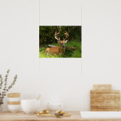 Whitetail Buck in Velvet 10 punt Poster (Keuken)