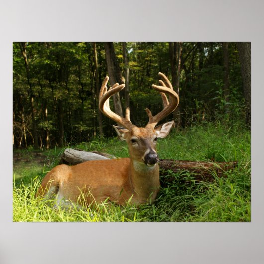Whitetail Buck in Velvet 10 punt Poster (Voorkant)