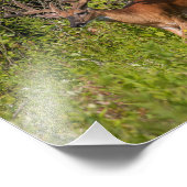 Whitetail Buck in Velvet Foto Afdruk (Hoek)