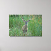 Whitetail Buck in Zomerveld Canvas Afdruk (Voorkant)