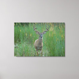 Whitetail Buck in Zomerveld Canvas Afdruk