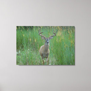 Whitetail Buck in Zomerveld Canvas Afdruk