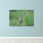 Whitetail Buck in Zomerveld Canvas Afdruk (Insitu (Houten vloer))