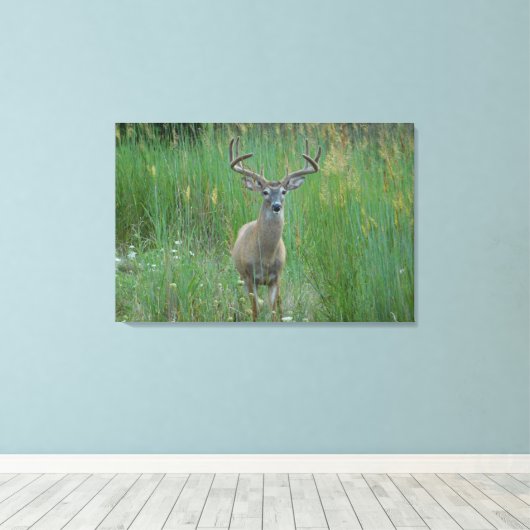 Whitetail Buck in Zomerveld Canvas Afdruk (Insitu (Houten vloer))