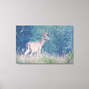 Whitetail Buck Natuur Portret Canvas Afdruk