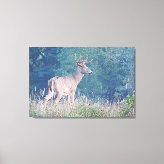 Whitetail Buck Natuur Portret Canvas Afdruk (Voorkant)